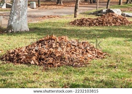 Piles of fallen dry leaves from trees in city park closeup in autumn