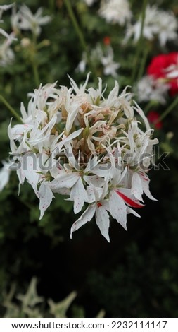 Pelargonium 'Vectis Glitter' were bred in the 1970s in Australia. This picture is taken at Flower Dome, Singapore.