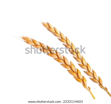 a bright closeup of a bunch of golden ripe dinkel hulled wheat Spelt Spelt (Triticum spelta dicoccum) rye grain relict crop health food ready for harvest isolated on white Royalty-Free Stock Photo #2232114603