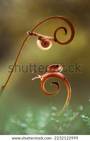 Snail on leaf in tropical garden 