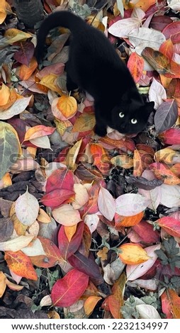 Cute cat oudoors stock photo