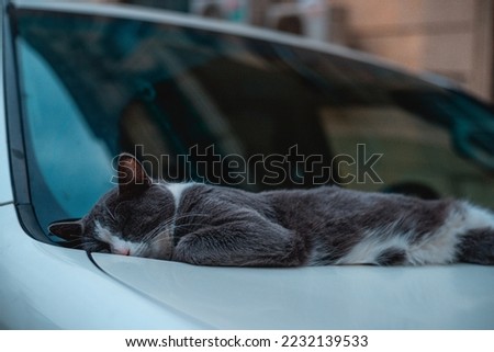 a cat sleeping in a car standing on the road