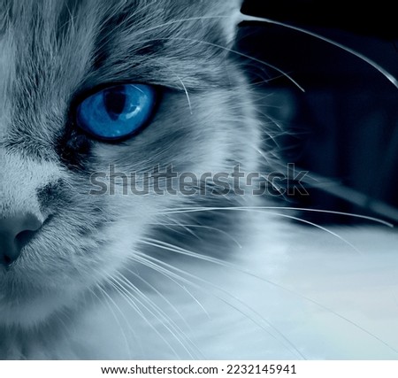 Magical background of a fantasy scene – cat is white walkers. Winter is coming. Blue Eyes Cat. Photo composite.