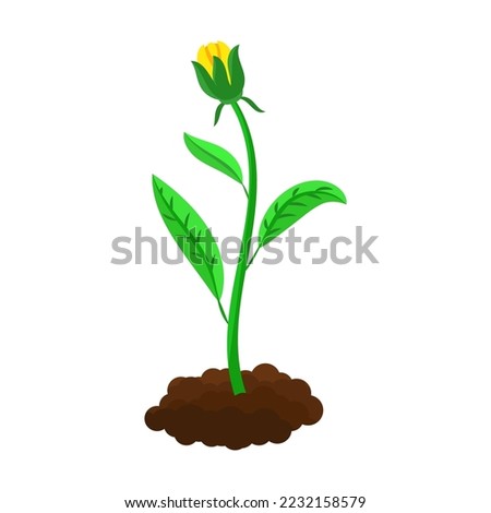 Stage of flower sowing and growing. From soil to green sprout and yellow blossom cartoon vector illustration. Plant growth concept
