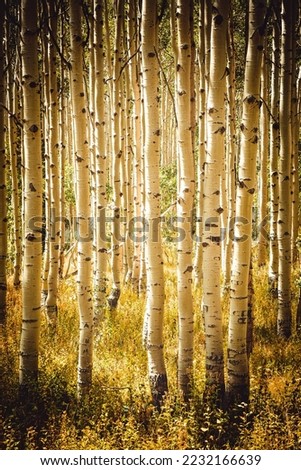 A forest of aspen trees in Utah Royalty-Free Stock Photo #2232166639