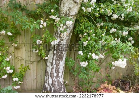 White rambling rose bush trained against a fence and growing around a silver birch tree in a UK garden flowerbed Royalty-Free Stock Photo #2232178977
