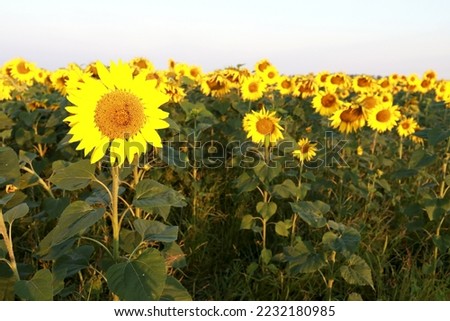 Landscape of sunflower field in the morning, Russia