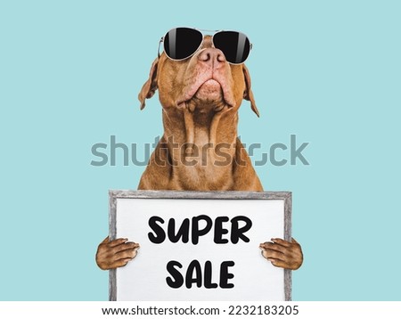 Cute puppy and sign with inscription about sale. Closeup, indoors. Day light, studio shot. isolated background. Preparing for sales Royalty-Free Stock Photo #2232183205