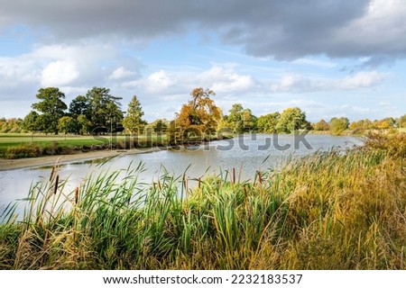 Bulrushes (reeds) next to a lake in English countryside, Aylesbury Vale, Buckinghamshire, UK Royalty-Free Stock Photo #2232183537