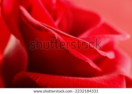 Beautiful red rose flower, closeup Royalty-Free Stock Photo #2232184331