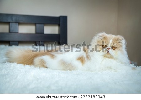 Persian cats washed on the bed Royalty-Free Stock Photo #2232185943