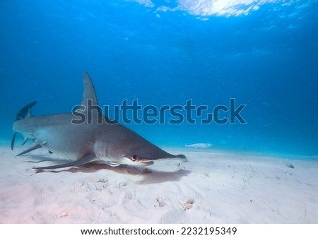 Great hammerhead shark in blue sea water.