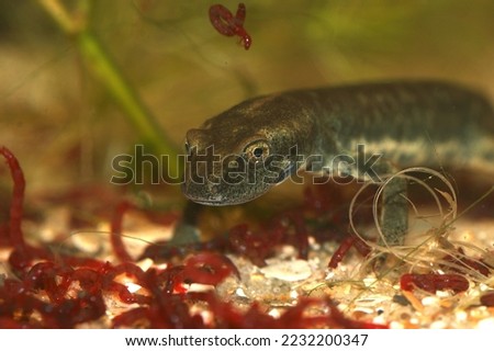 Closeup on an endangered adult Sardinian brook salamander larvae, Euproctus platycephalus, underwater