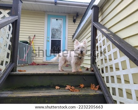 A west highland terrier standing alert atop some stairs.