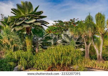Singapore Botanical Gardens with different types of palm trees. The Singapore Botanic Gardens is a 74-hectare botanical garden in Singapore. Royalty-Free Stock Photo #2232207391