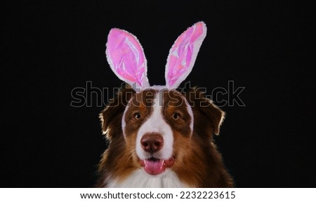 Happy New Year 2023 rabbit. Dog wears pink bunny ears on head. Australian Shepherd dressed up as Easter bunny and celebrates Catholic Easter. Studio portrait of Aussie on black background.