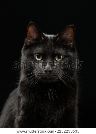 Portrait of a black cat on a black background, studio shot. High quality photo