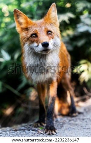 cute red fox stands looking at the camera in kamchatka