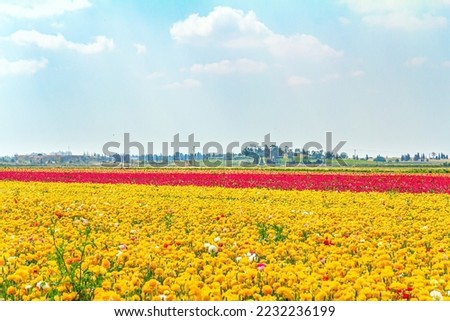 Floral carpet. Multicolored bright buttercups in a kibbutz. Israeli kibbutz in the south of the country. Border between Israel and the Gaza Strip. Gorgeous flowers for overseas export