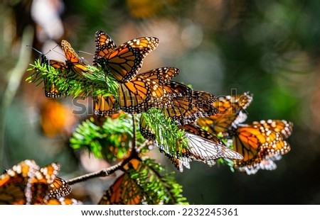 Colony of Monarch butterflies (Danaus plexippus) are sitting on  Royalty-Free Stock Photo #2232245361