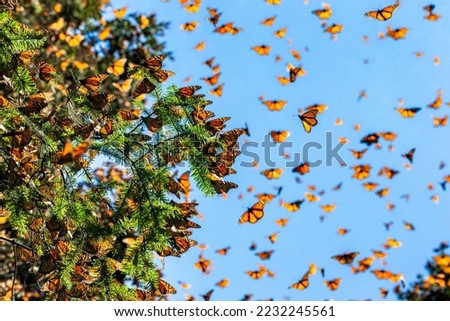 Monarch butterflies (Danaus plexippus) are flying on the backgro Royalty-Free Stock Photo #2232245561