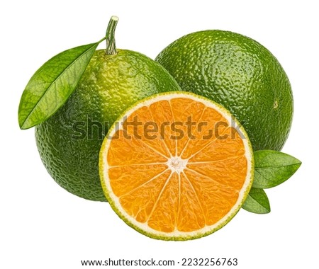Green tangerine isolated on white background, full depth of field Royalty-Free Stock Photo #2232256763