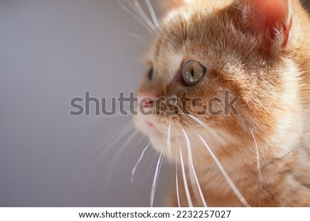 Closeup photography of portrait ginger kitten with green eyes on pastel background.Selective focus.