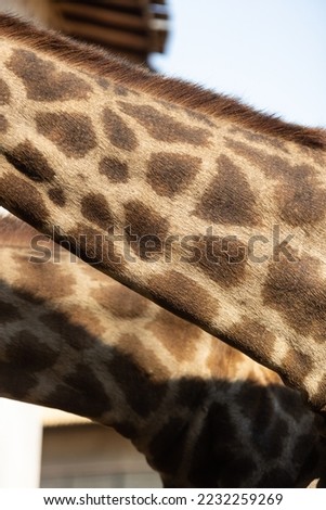 Nature texture and pattern. Young Giraffe neck skin.