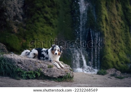dog at the waterfall. marble australian shepherd in nature. 