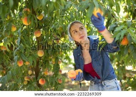 Portrait of young woman engaged in gardening, picking ripe peaches in orchard Royalty-Free Stock Photo #2232269309