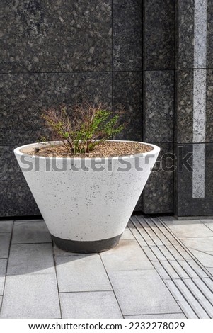 A small bush in a large cement flower pot. Design, improvement of a recreation area in an urban environment. Spring time. Vertical