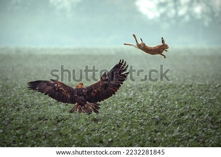 Dramatic photo of golden eagle hunting rabbit.