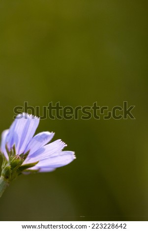 Cichory (Cichorium intybus) plant with flowers on natural background