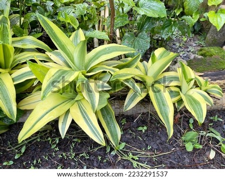 Dracaena fragrans (cornstalk dracaena), is a flowering plant species, native throughout tropical Africa, from Sudan south to Mozambique, known as striped dracaena, compact dracaena, and corn plant Royalty-Free Stock Photo #2232291537