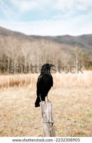 perched raven sunbathing in natural habitat