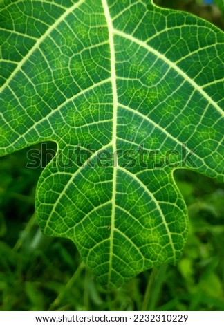 papaya leaf texture close up photo in the garden