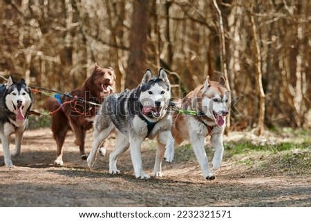 Running Siberian Husky sled dogs in harness on autumn forest dry land, four Husky dogs outdoor mushing. Autumn sports championship in woods of running Siberian Husky sled dogs pulling musher Royalty-Free Stock Photo #2232321571