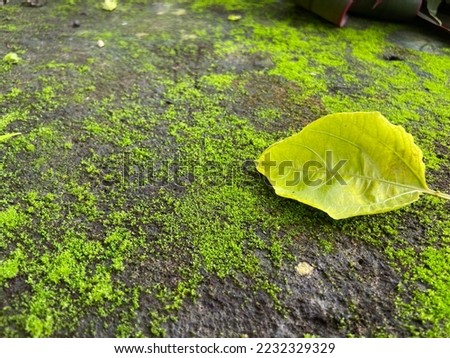 Moss green texture. Moss background. Green moss on grunge texture, background.