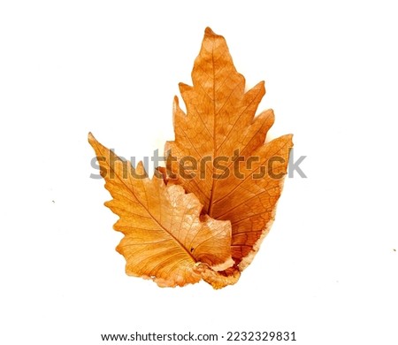 brown dry leaves on a white background Royalty-Free Stock Photo #2232329831