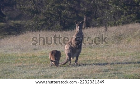 an eastern grey kangaroo mum and joey eating grass at kosciuszko national park in nsw, australia