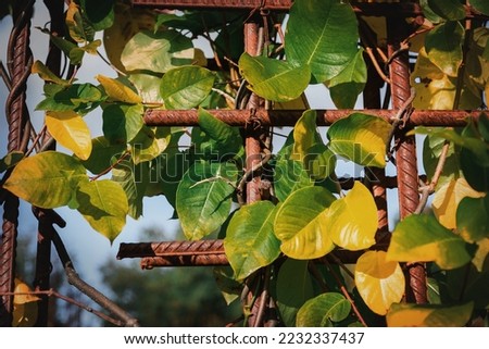 A lot of green and yellow leaves of a climbing plant. Bright, colorful leaves in autumn on a sunny day. The installation is wound along the steel bars of the reinforcement. Selective focus.
