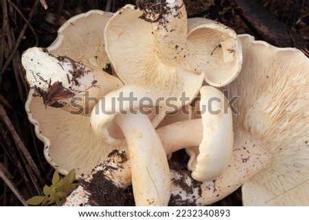 infrared image of the wild large white leucopax mushrooms on the ground