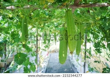 Sponge gourd or luffa hanging from a tree growing ready to be harvested in the vegetable garden.sponge gourd, smooth loofah, vegetable sponge, gourd towel(luffacylindrica),agriculture selective focus Royalty-Free Stock Photo #2232344277