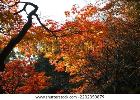 Beautiful red autumn colors in the park
