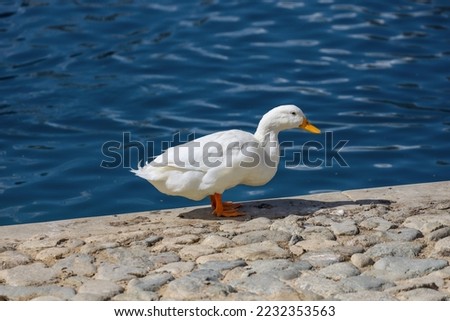 A white pekin duck standing by the water at the Temecula Duck Pond in Temecula, California USA. Royalty-Free Stock Photo #2232353563