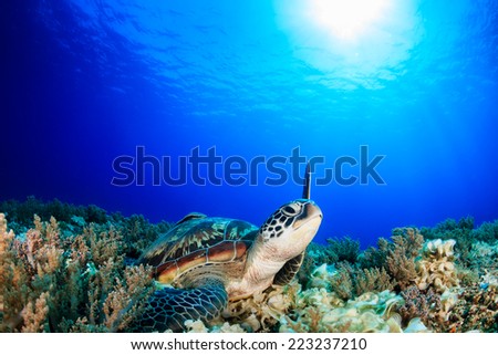 Sea Turtle raising its flipper towards the sun