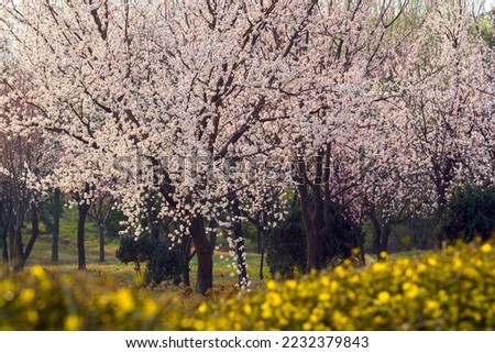 
A park where cherry blossoms are blooming in pink and white. The background is a green lawn. The foreground is a bouquet of yellow flowers.