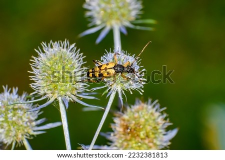 Yellow Insect Beetle, Baldurum motley, sitting on a flower