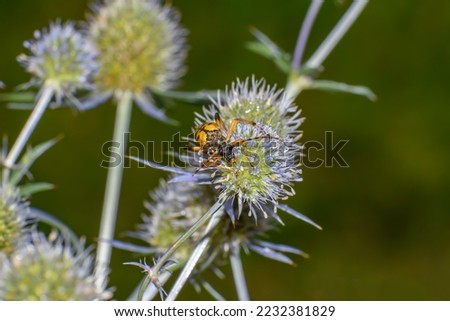 Yellow Insect Beetle, Baldurum motley, sitting on a flower