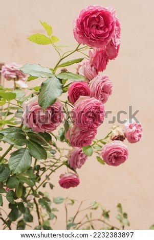 Pink roses flowers branch and leaves on neutral beige wall. Aesthetic floral background